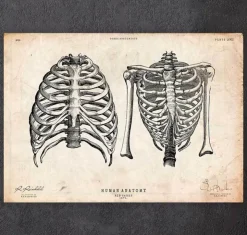 Thorax Kunst II | Codex Anatomicus Hot