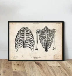 Thorax Kunst II | Codex Anatomicus Hot