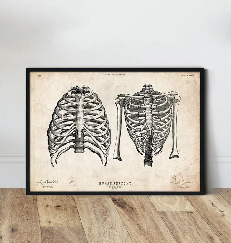 Thorax Kunst II | Codex Anatomicus Hot