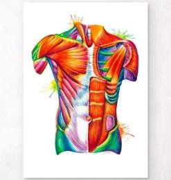 Torso Anatomie - Aquarell | Codex Anatomicus Best