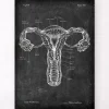 Uterus Anatomie - Chalkboard | Codex Anatomicus New