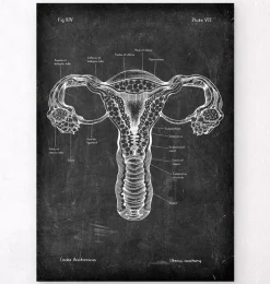 Uterus Anatomie - Chalkboard | Codex Anatomicus New