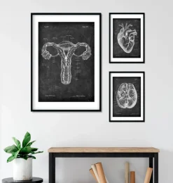Uterus Anatomie - Chalkboard | Codex Anatomicus New