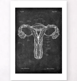 Uterus Anatomie - Chalkboard | Codex Anatomicus New