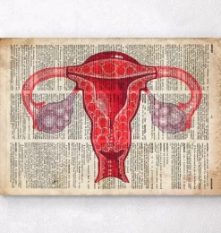 Uterus Anatomie - Wörterbuch | Codex Anatomicus Outlet
