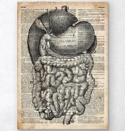 Verdauungssystems Anatomie - Altes Wörterbuch | Codex Anatomicus Best