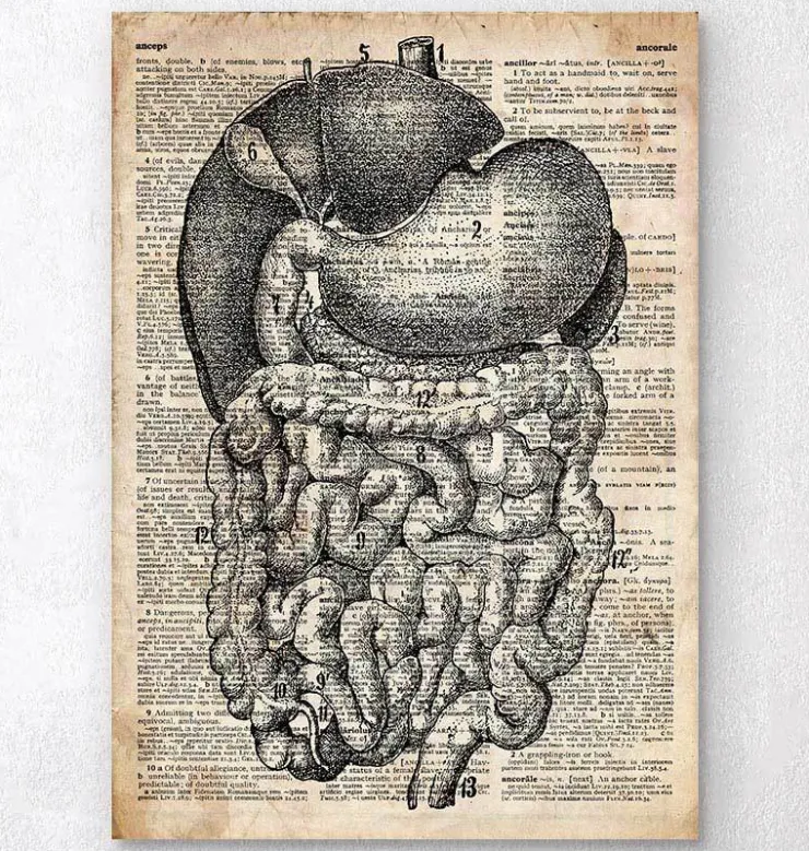 Verdauungssystems Anatomie - Altes Wörterbuch | Codex Anatomicus Best