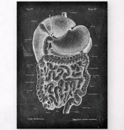 Verdauungssystems Anatomie- Chalkboard | Codex Anatomicus Discount