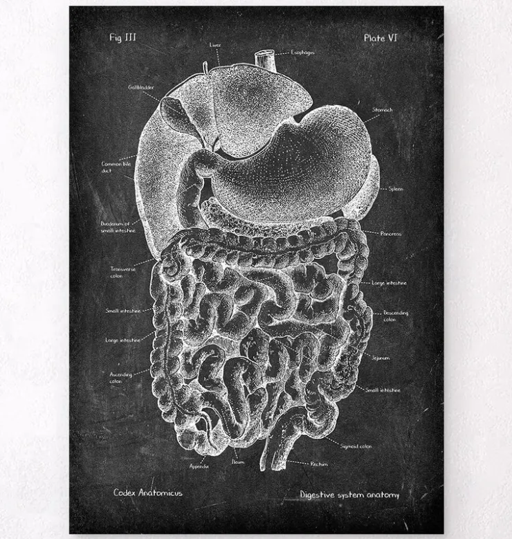 Verdauungssystems Anatomie- Chalkboard | Codex Anatomicus Discount