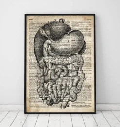 Verdauungssystems Anatomie - Altes Wörterbuch | Codex Anatomicus Best
