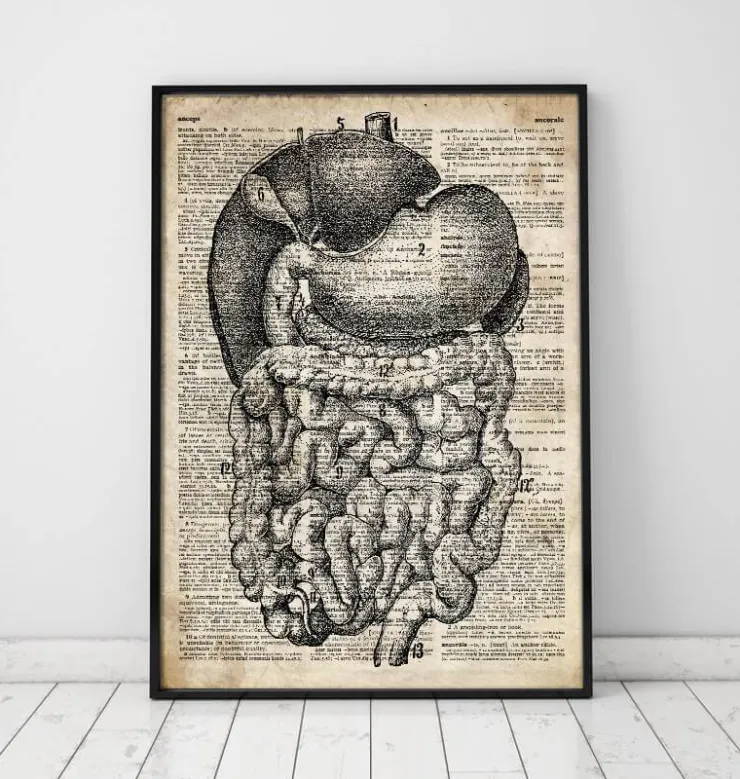 Verdauungssystems Anatomie - Altes Wörterbuch | Codex Anatomicus Best