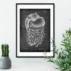 Verdauungssystems Anatomie- Chalkboard | Codex Anatomicus Discount