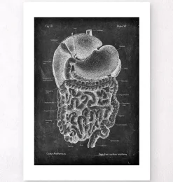 Verdauungssystems Anatomie- Chalkboard | Codex Anatomicus Discount