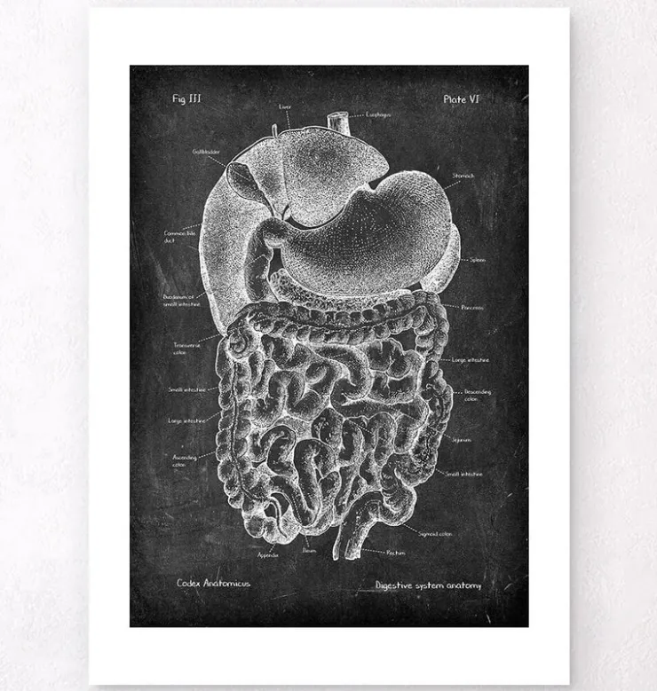 Verdauungssystems Anatomie- Chalkboard | Codex Anatomicus Discount
