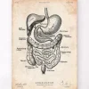 Verdauungstrakt | Codex Anatomicus Outlet