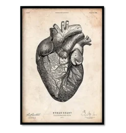 Vintage Herz Anatomie - 5er Set | Codex Anatomicus Discount