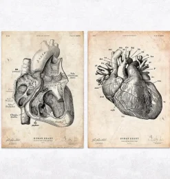 Vintage und Chalkboard Herz Anatomie - 5er Set | Codex Anatomicus Online