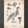 Vogel Anatomie - Falke | Codex Anatomicus New
