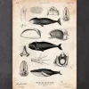 Wal Anatomie | Codex Anatomicus Outlet