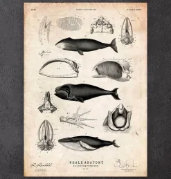 Wal Anatomie | Codex Anatomicus Outlet