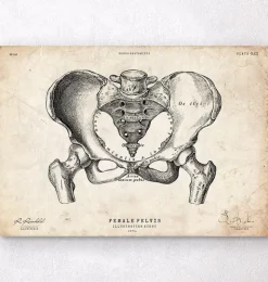 Weibliche Beckenanatomiekunst | Codex Anatomicus Online