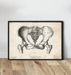 Weibliche Beckenanatomiekunst | Codex Anatomicus Online