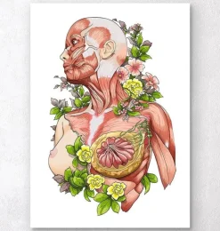 Weibliche Körper Anatomie - Weiß | Codex Anatomicus Best