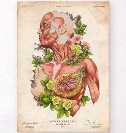 Weibliche Körper Anatomie Kunst | Codex Anatomicus Outlet