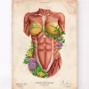 Weibliche Rumpfmuskeln - Floral - Altes Papier | Codex Anatomicus Discount