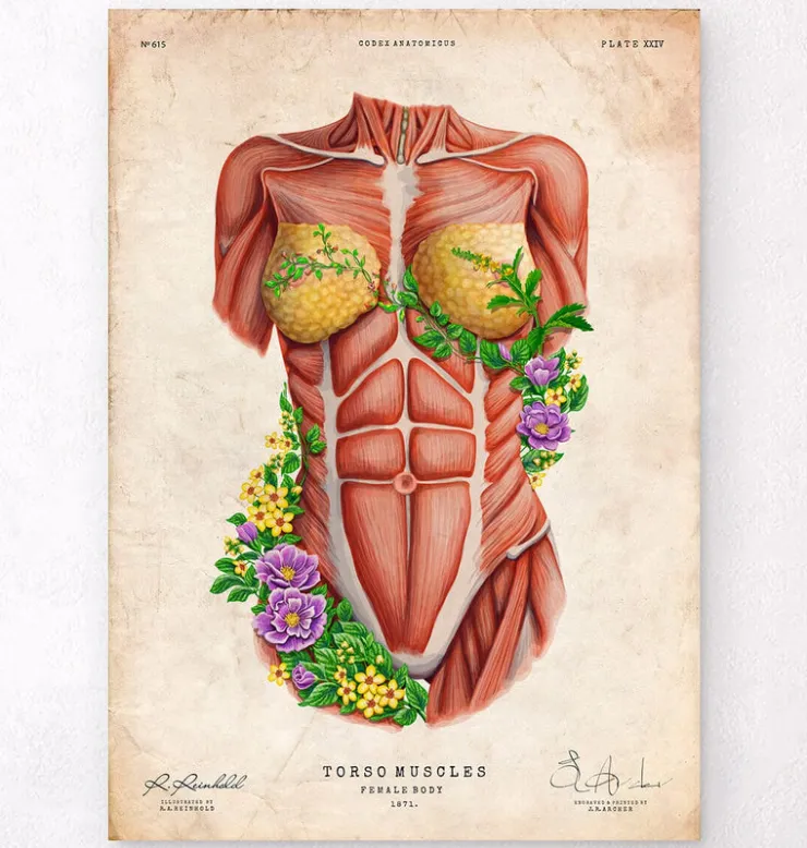 Weibliche Rumpfmuskeln - Floral - Altes Papier | Codex Anatomicus Discount