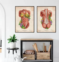 Weibliche Rumpfmuskeln - Floral - Altes Papier | Codex Anatomicus Discount