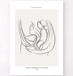 Weibliches Harnsystem - Line-Art | Codex Anatomicus Discount