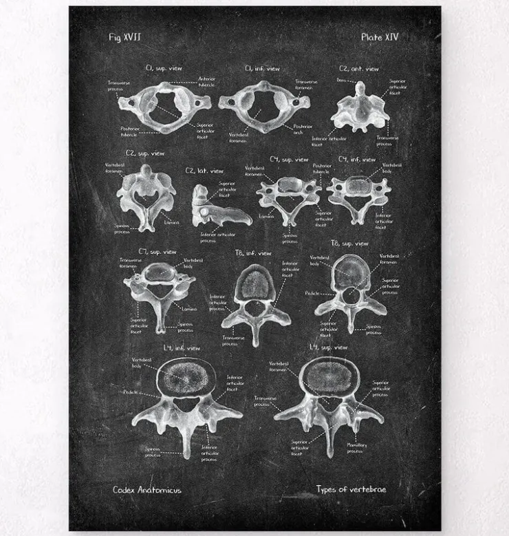Wirbel - Chalkboard | Codex Anatomicus New