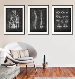 Wirbel - Chalkboard | Codex Anatomicus New