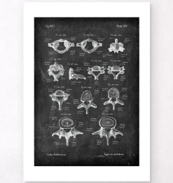 Wirbel - Chalkboard | Codex Anatomicus New