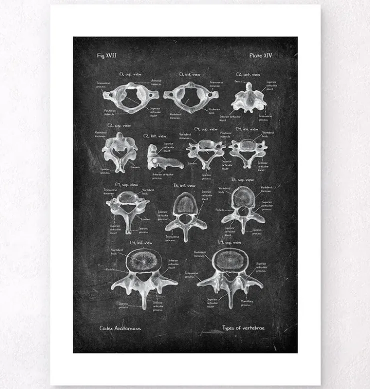 Wirbel - Chalkboard | Codex Anatomicus New