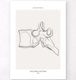 Wirbel Anatomie - Line-Art | Codex Anatomicus Sale