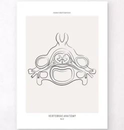 Wirbel Anatomie II - Line-Art | Codex Anatomicus Fashion