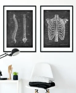 Wirbelsäule Anatomie - Chalkboard | Codex Anatomicus Clearance