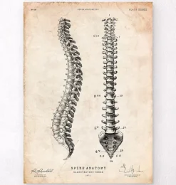 Wirbelsäule Anatomie Diagramm | Codex Anatomicus Clearance