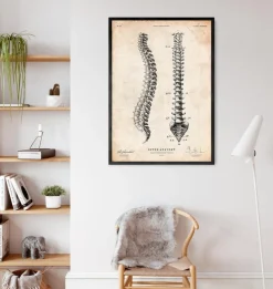 Wirbelsäule Anatomie Diagramm | Codex Anatomicus Clearance