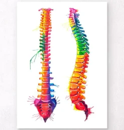 Wirbelsäule Anatomuie - Aquarell | Codex Anatomicus Outlet