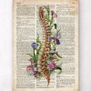 Wirbelsäulen Anatomie - Blumen - Altes Wörterbuch | Codex Anatomicus Clearance