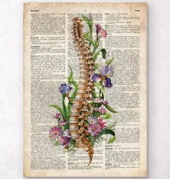 Wirbelsäulen Anatomie - Blumen - Altes Wörterbuch | Codex Anatomicus Clearance