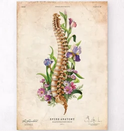 Wirbelsäulen Anatomie - Blumen - Altes Papier | Codex Anatomicus Hot