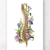 Wirbelsäulen Anatomie - Floral - Weiß | Codex Anatomicus Online