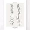 Wirbelsäulen Anatomie - Line-Art | Codex Anatomicus Hot