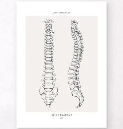 Wirbelsäulen Anatomie - Line-Art | Codex Anatomicus Hot