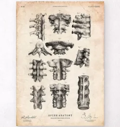 Wirbelsäulen Anatomie III | Codex Anatomicus Clearance