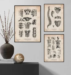 Wirbelsäulen Anatomie III | Codex Anatomicus Clearance